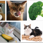1-10-150x150 Can Cats Eat Potatoes? Are Potatoes Safe For Cats? **New 