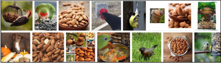 1-24-768x218 Can Birds Eat Almonds? Find Out The Truth About Almonds ** Updated  