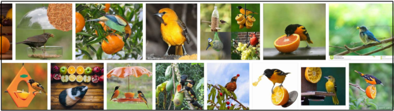 1-27-768x218 Can Birds Eat Oranges? Do Birds Like Oranges? ** New  