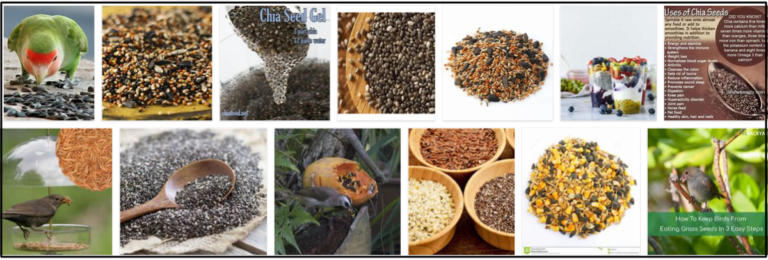 1-29-768x260 Can Birds Eat Chia Seeds? Are Chia Seeds Good For Birds? ** Updated  