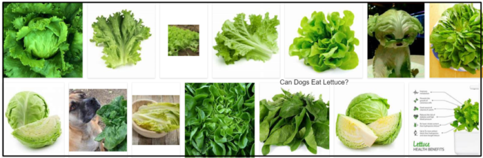 CanDogsEat-700x229 Can Dogs Eat Lettuce Leaves? Are Dogs Like Lettuce Leaves? **Updated  