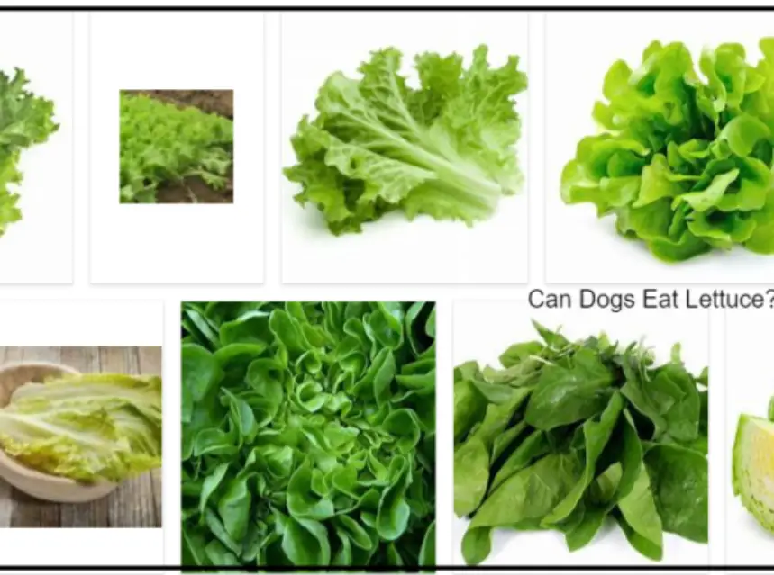 Can Dogs Eat Lettuce Leaves? Are Dogs Like Lettuce Leaves? **Updated ad-mania