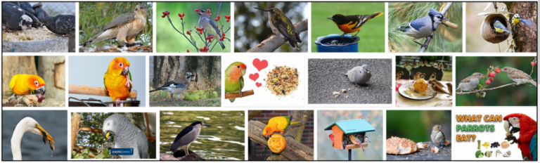Screenshot-14-768x232 Can Birds Eat Cashews? Are Cashews Safe For Birds? **Updated  