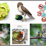 Screenshot-150x150 Can Birds Eat Flax Seed? Do Birds Like Flax Seed? ** Updated 