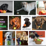 Screenshot-17-150x150 Can Dogs Eat Lettuce Leaves? Are Dogs Like Lettuce Leaves? **Updated  