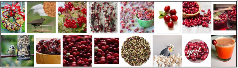 Screenshot-2-768x221 Can Birds Eat Cranberries? Feed Birds Only With The Best Natural Bird Food ** New  