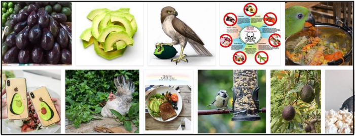 Screenshot-700x270 Can Birds Eat Avocado? The simple Truth About Avocado ** New 