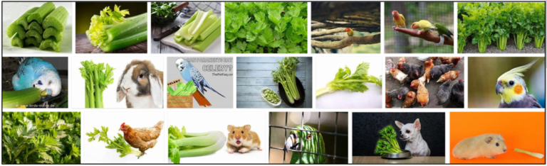 Screenshot-8-768x234 Can Birds Eat Celery? Learn All The Benefits ** New  