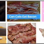 Screenshot1-4-150x150 Can Cats Eat Raw Chicken? Find Out the Truth Now ** Updated  