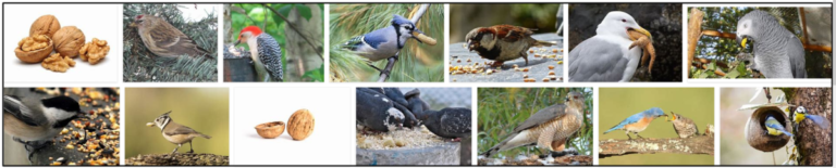 Screenshot1-8-768x155 Can Birds Eat Walnuts? What Can Birds Eat? ** Updated  
