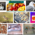 Can-Birds-Eat-Hamster-Food-150x150 Can Cats Eat Oatmeal? Discover The Truth About Oatmeal ** New 