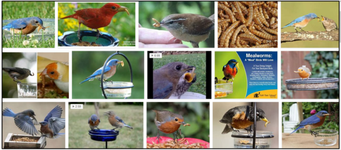 Can-Birds-Eat-Mealworms-700x308 Can Birds Eat Mealworms? Do Birds Like Mealworms? ** New  