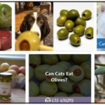 Can-Birds-Eat-Olives-150x150 Can Birds Eat Olives? Can They Still Be Healthy? ** New  