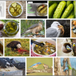 Can-Birds-Eat-Pickles-150x150 Can Cats Eat Green Beans? Do Birds Like Green Beans? ** Updated 