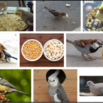 Can-Birds-Eat-Popped-Popcorn-150x150 Can Cats Eat Cashews? The Benefits Of Cashews ** New  