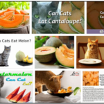 Can-Cats-Eat-Cantaloupe-150x150 Can Cats Eat Sardines? Do Cats Really Love Sardines? ** Updated  