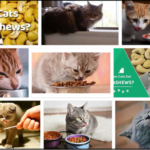 Can-Cats-Eat-Cashews-150x150 Can Birds Eat Popped Popcorn? You Won't Believe What You Read ** Updated 