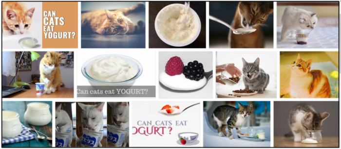Can-Cats-Eat-Greek-Yogurt-700x307 Can Cats Eat Greek Yogurt? You Won’t Believe When You Read It ** Updated 