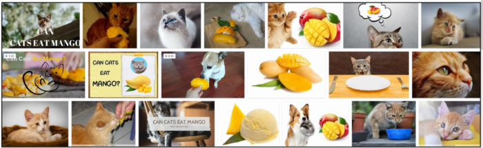 Can-Cats-Eat-Mango-700x215 Can Cats Eat Mango? You Won't Believe When You Read It ** New  