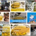 Can-Cats-Eat-Olive-Oil-150x150 Can Dogs Eat Cream Cheese? Learn The Unbelievable Truth About Dairy ** Updated  
