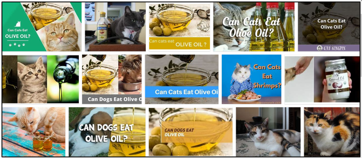 Can Cats Eat Olive Oil? Do They Even Like Olive Oil Or Not ** New Can