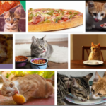 Can-Cats-Eat-Pepperoni-150x150 Can Dogs Eat Pomegranate? Do Dogs Like Pomegranate? ** Updated  
