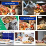 Can-Cats-Eat-Pizza-150x150 Can Birds Eat Salted Nuts? The Things You Know Will Change When You Read It **Updated 