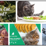 Can-Cats-Eat-Seaweed-150x150 Can Cats Eat Cilantro? Is This Good News For My Cat? ** New 