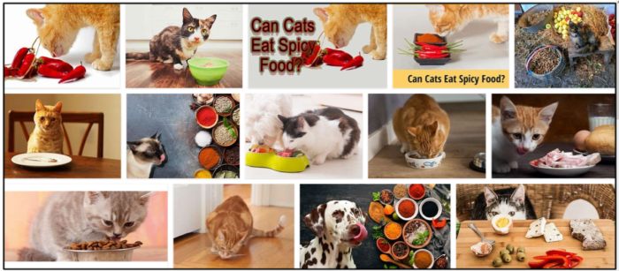 Can-Cats-Eat-Spicy-Food-700x307 Can Cats Eat Spicy Food? Learn The Unbelievable Truth About It ** New 