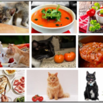 Can-Cats-Eat-Tomato-Sauce-150x150 Can Cats Eat Cheetos? Is ıt Healthy For Them Or Not ** New 