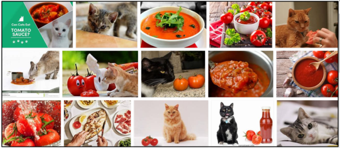 Can-Cats-Eat-Tomato-Sauce-700x306 Can Cats Eat Tomato Sauce? Is It Safe For Them Or Not ** Updated 