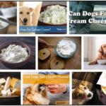 Can-Dogs-Eat-Cream-Cheese-150x150 Can Dogs Eat Orange Peels? Should You Feed Your Canine Friend With It ** New  