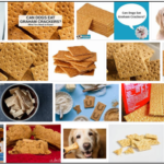 Can-Dogs-Eat-Graham-crackers-150x150 Can Dogs Eat Prunes? Is It Safe For Your Canine Friends ** New 