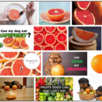 Can-Dogs-Eat-Grapefruit-150x150 Can Dogs Eat Dates? Don't Feed Your Dog With Dates Before Reading This ** Updated  