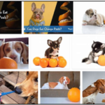 Can-Dogs-Eat-Orange-Peels-150x150 Can Dogs Eat Cream Cheese? Learn The Unbelievable Truth About Dairy ** Updated 