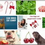 Can-Dogs-Eat-Peppermint-150x150 Can Cats Eat Greek Yogurt? You Won’t Believe When You Read It ** Updated 