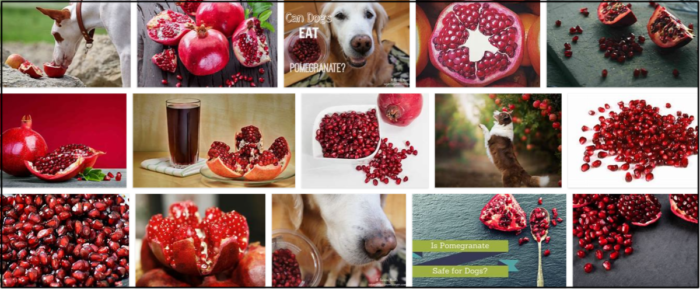Can-Dogs-Eat-Pomegranate-700x289 Can Dogs Eat Pomegranate? Do Dogs Like Pomegranate? ** Updated  