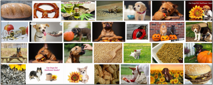 Can-Dogs-Eat-Sesame-Seeds-700x282 Can Dogs Eat Sesame Seeds? Are Sesame Seeds Safe For Dogs? ** Updated 