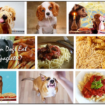Can-Dogs-Eat-Spaghetti-150x150 Can Dogs Eat Salami? Avoid Giving Your Dog Processed Meat ** Updated  