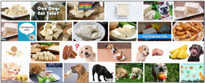 Can-Dogs-Eat-Tofu-700x284 Can Dogs Eat Tofu? Think Twice Before Giving Your Dog Tofu ** New  