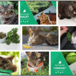 Can-cats-eat-kale-150x150 Can Cats Eat Pancakes? Are These Delicious Pancakes Safe For Your Cat ** Updated  