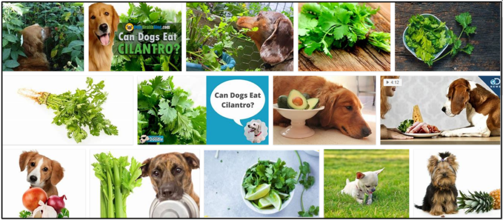 Can Dogs Eat Cilantro Read It Before You Feed Your Dog With Cilantro New Can Dogs Eat