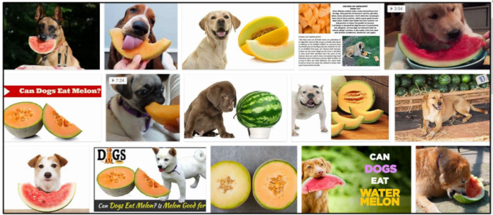 Can-dogs-eat-melon-700x306 Can Dogs Eat Melon? Do Dogs Love Melon Or Not? ** Updated 
