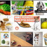 Can-dogs-eat-mustard-150x150 Can Dogs Eat Whipped Cream? Learn The Unbelievable Truth ** New 