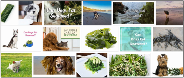 Screenshot-11-700x297 Can Dogs Eat Seaweed? Is Seaweed Healthy For Dogs? ** New 