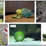 Screenshot-6-150x150 Can Birds Eat Peanuts? Find Out If Peanuts Are Safe For Birds **New 
