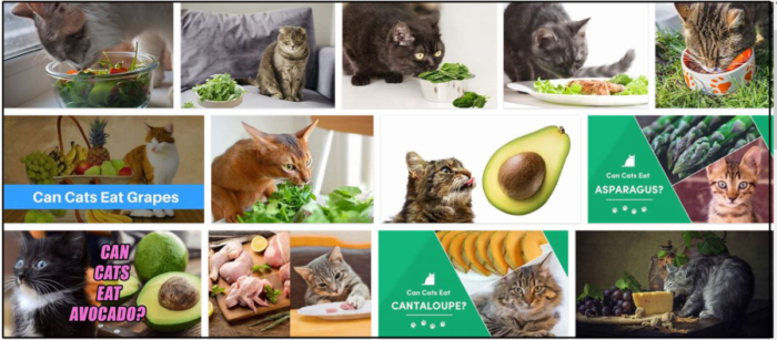 Can-Cats-Eat-Arugula-700x307 Can Cats Eat Arugula? Learn The Unbelievable Truth About It ** New  