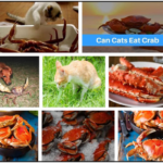 Can-Cats-Eat-Crab-Meat-150x150 Can Dogs Eat Cornbread? Find Out The Truth Now ** New 