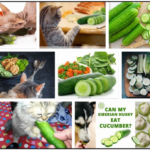 Can-Cats-Eat-Cucumber-150x150 Can Cats Eat Sardines in Olive Oil? How To Watch Out Their Diet ** New 