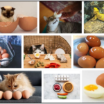 Can-Cats-Eat-Hard-Boiled-Eggs-150x150 Can Cats Eat Sour Cream? A Sourceful Guide To Read About ** New  